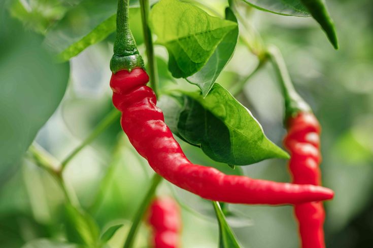 Hot cayenne pepper